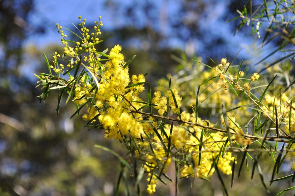 Maroochy Bushland Botanic&nbsp;Gardens